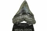 Fossil Megalodon Tooth - South Carolina #203063-2